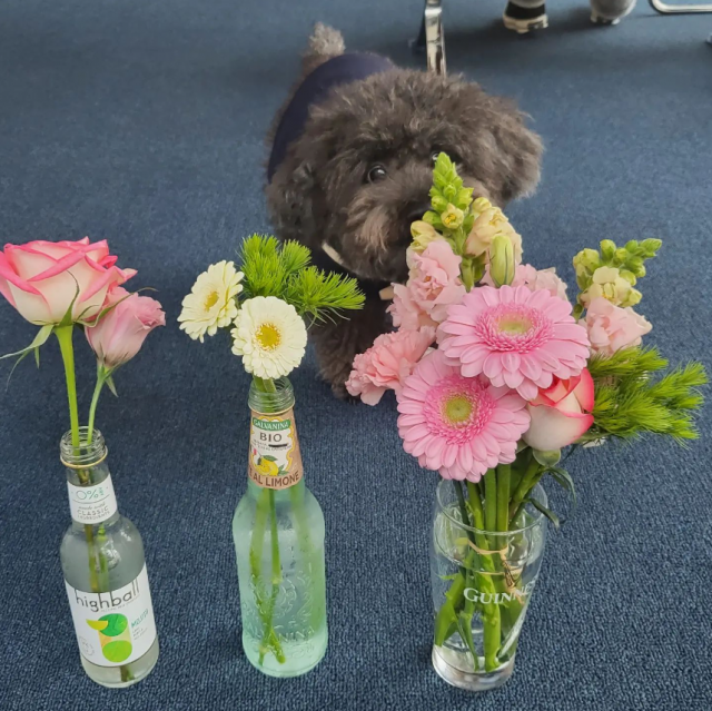 잔향실 마스코트 강아지 비누. 잔향실 SNS 캡처