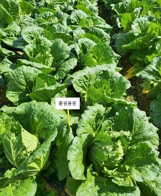 신품종 배추 ‘청복’. 농식품부 제공