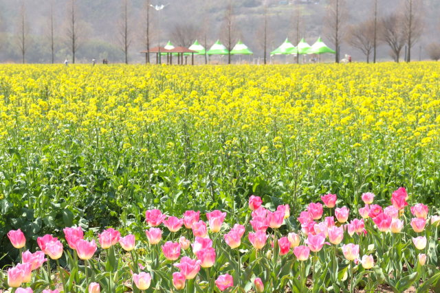 남지유채단지에서는 유채꽃과 튤립이 절묘한 색의 조화를 보여준다. 남태우 기자