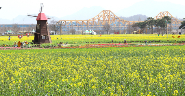 경남 창녕군 남지유채단지에서 유채꽃밭과 이국적 풍차, 빨간 튤립과 철교를 배경으로 찍는 사진은 그야말로 예술이다. 남태우 기자