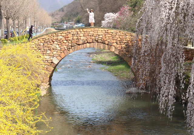 하얀 벚꽃과 노란 개나리를 배경으로 찍는 만년교 사진은 정말 유명해서 인파가 미어터질 지경이다. 남태우 기자