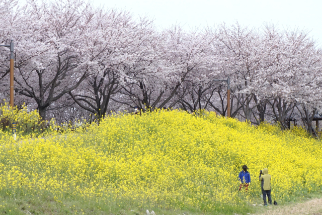 한 부부가 벚꽃과 유채꽃이 잘 어우러진 대저생태공원에서 사진을 찍고 있다. 남태우 기자