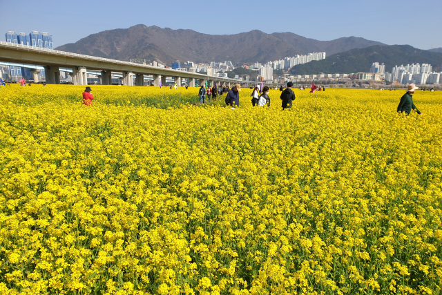 제20회 부산도시농업박람회를 앞둔 부산 강서구 대저생태공원 유채단지에 많은 관람객이 몰려 꽃을 즐기고 있다. 남태우 기자