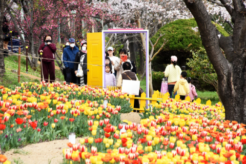 낙동제방 튤립 포토존