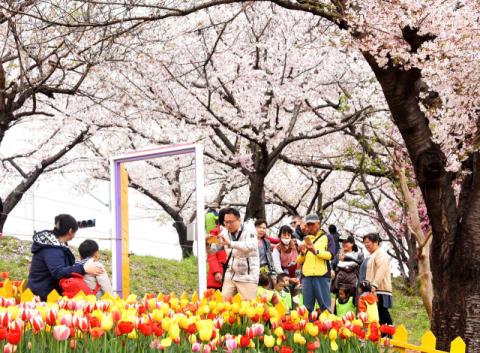 낙동제방 튤립 포토존