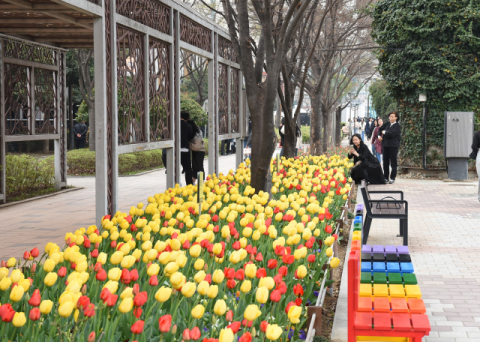 명품가로공원 튤립 포토존