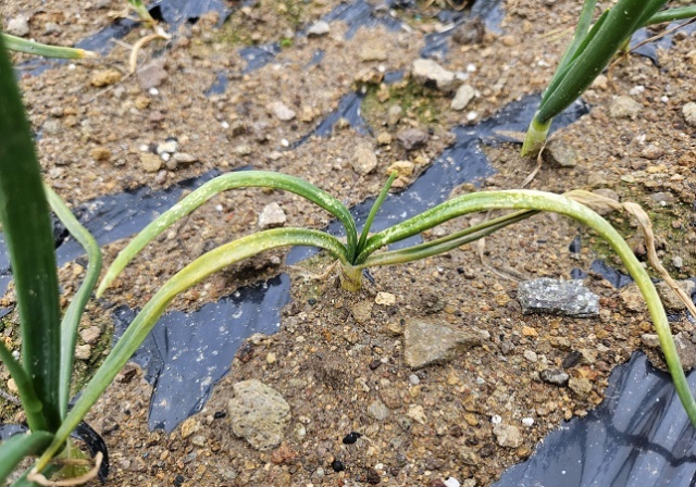 날씨로 인한 농작물 생육관리가 어느 때보다 중요해지고 있는 가운데, 농촌진흥청이 마늘과 양파 생육관리에 힘써달라고 농가에 당부했다. 사진은 노균병에 걸린 양파. 농촌진흥청 제공