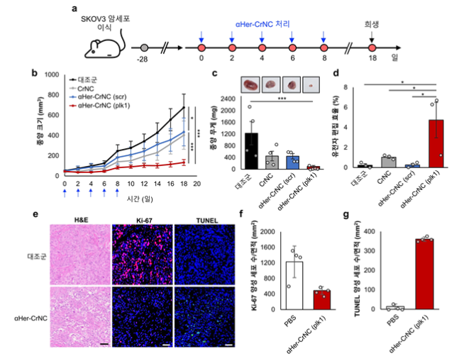그림. 쥐의 난소암(SKOV3) 모델에서 ⍺Her-CrNC에 의한 항암 효능 검증 실험 모식도 (a), ⍺Her-CrNC의 쥐 투여 후 경과 일수에 따른 종양 크기(b) 및 종양 무게(c) 변화 관측 결과. 난소암의 표적 유전자 PLK1 교정 효율(d) 결과. ⍺Her-CrNC의 투여 후 난소암의 조직학적 분석 (e,f,g) 결과. KAIST 제공