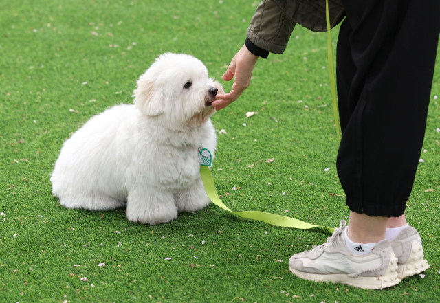 반려견이 얌전히 기다리면 보호자는 '옳지'와 함께 간식을 주며 칭찬을 해줘야 한다. 정대현 기자 jhyun@
