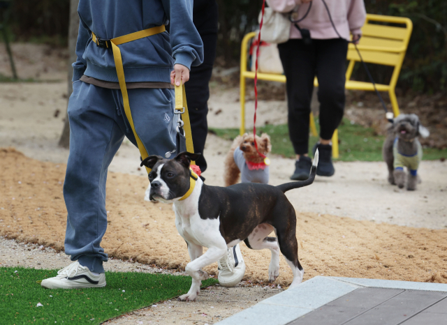 산책 시 달려나가는 반려견이라면 보호자는 그 자리에서 멈춘 후 줄이 느슨해질 때까지 기다렸다 움직이는 것이 좋다. 정대현 기자 jhyun@