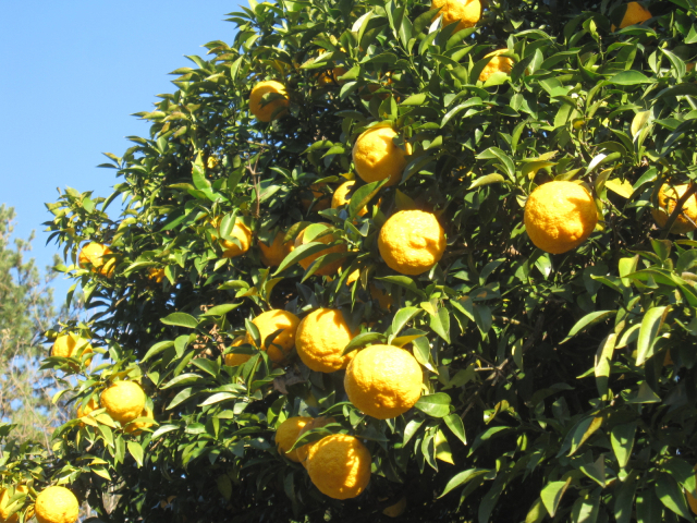 경남 남해군의 대표 농산물 ‘유자’ 모습. 남해군은 국내 유자 시배지로 알려져 있다. 김현우 기자