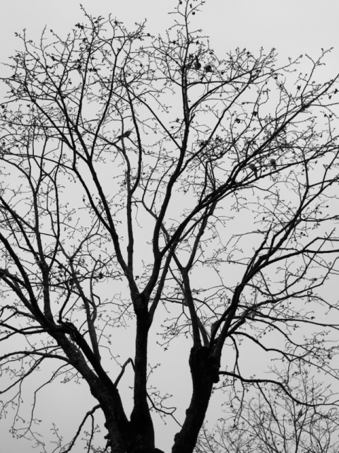 고성 산골 동길산 시인의 집 마당에 있는 감나무에 새가 앉아 있다. 박정화 사진가 제공