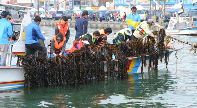 부산 기장군의 지역 축제가 고령화로 인한 일손 부족으로 개최에 어려움을 겪고 있다. 시민들이 미역 채취 체험을 하고 있다. 기장군청 제공