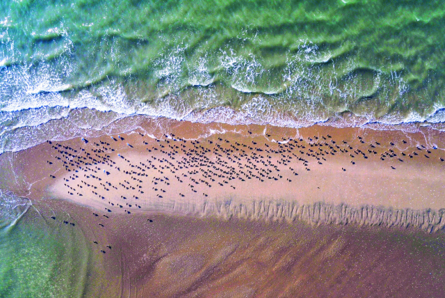 한국의 갯벌 중 서천갯벌(모래톱 위에서 휴식을 취하는 도요물떼새). 해수부 제공