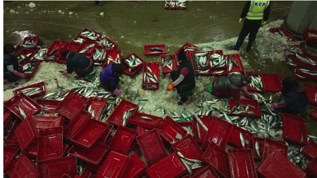 야간부녀반 베테랑 작업자들은 고등어의 아가미 부분을 손으로 쥐었을 때 손아귀에 차는 정도로 크기를 판단한다. 지난 2월 15일 부산 서구 부산공동어시장에서 야간부녀반 작업자들이 고등어를 선별해 어상자에 담고 있다. 정수원 PD blueskyda2@