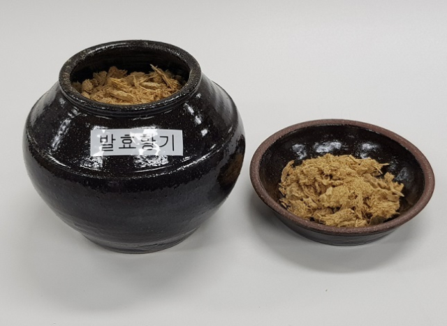 발효시킨 황기가 동물실험에서 인지능력을 향상시키고 치매원인 물질을 줄이는 것으로 나타났다. 아울러 배변을 정상으로 조절하는 장내 유익균도 증가시키는 것으로 밝혀졌다. 사진은 발효 황기.농촌진흥청 제공