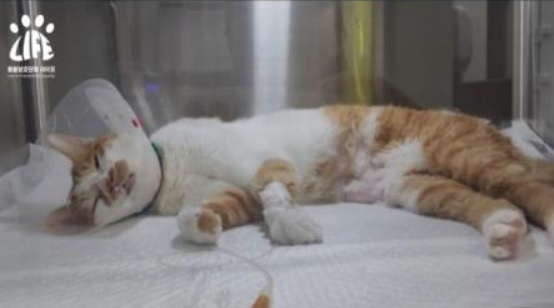 원인이 밝혀지지 않은 신경질환으로 치료를 받고 있는 고양이. 동물보호단체 라이프 홈페이지