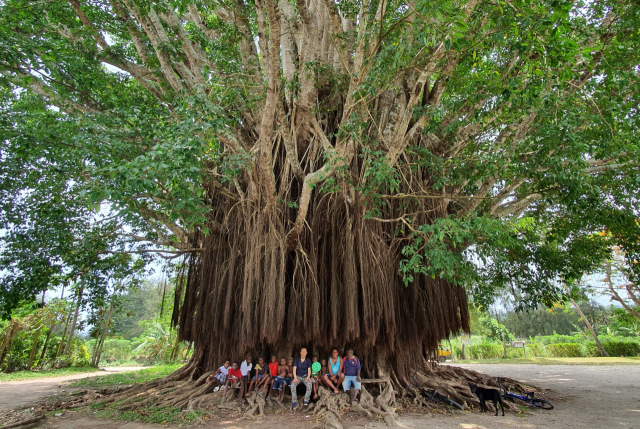 엄청난 규모를 자랑하는 반얀트리. 사람 10여 명이 앉아도 나무 둘레에 못 미친다. ⓒ도용복 오지여행가