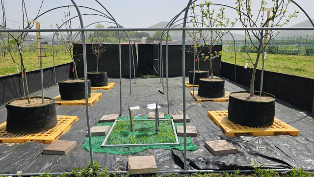 경남도농업기술원 단감 예찰포 모습. 유목과 가지에서 탄저병 포자 비산이 확인됐다. 경남도농업기술원 제공