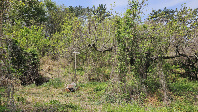경남도농업기술원이 확보한 단감 폐과수원. 이곳에서도 탄저병 포자 비산이 확인됐다. 경남도농업기술원 제공