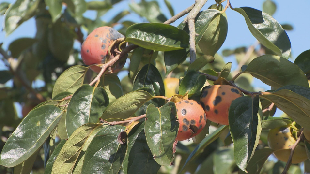 지난해 경남지역 단감 재배지 40%에서 탄저병이 발생했으며, 이로 인해 수확량은 평년 대비 약 30% 감소한 것으로 추산됐다. 올해는 탄저병 포자 비산이 더 빨리 진행되는 것으로 나타났다. 김현우 기자