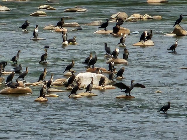 경남 산청군 경호강 인근인 덕천강에 서식하는 가마우지 떼. 경호강에 이어 덕천강의 가마우지가 급증하면서 민물고기 개체수를 급감시키고 있다.