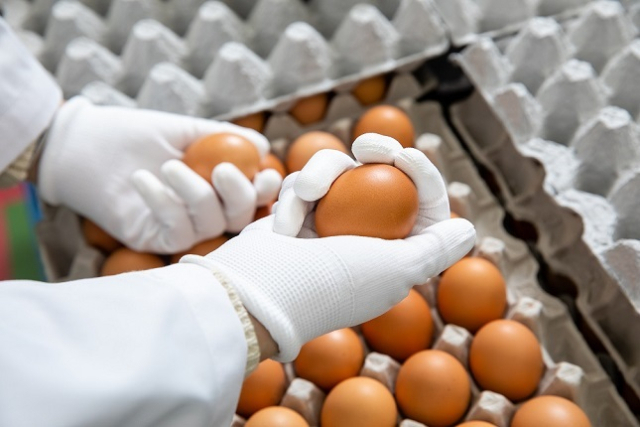 그동안 전국 평균가격만 발표되던 계란 산지가격이 수도권 경남권 충청권 등 전국 7개 권역으로 나뉘어 발표된다. 축평원 제공