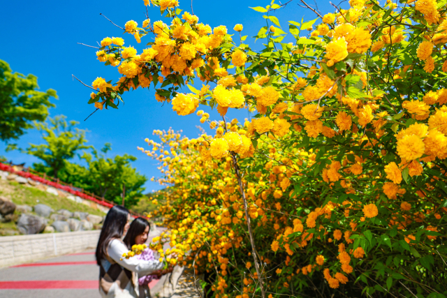 경남 산청군 차황면 황매산로에 노란빛 황매화가 만개해 방문객들의 발길을 붙잡고 있다. 차황면은 황매산 정상으로 올라가는 도로변 구간에 황매화를 식재해 가꾸고 있다. 황매산 철쭉이 피는 시기에 같이 개화하는 황매화는 샛노란 물결을 자랑하며 방문객들에게 또 다른 볼거리를 제공한다. 장미과에 속하는 황매화는 ‘기다림’ ‘숭고’ ‘높은 기품’ 등의 꽃말을 담고 있다. 산청군 제공