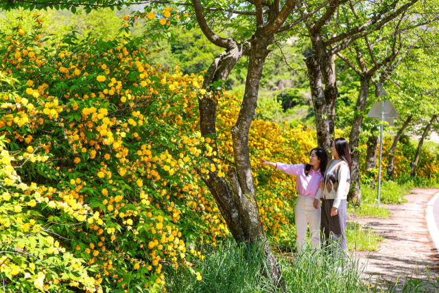 경남 산청군 차황면 황매산로에 노란빛 황매화가 만개해 방문객들의 발길을 붙잡고 있다. 차황면은 황매산 정상으로 올라가는 도로변 구간에 황매화를 식재해 가꾸고 있다. 황매산 철쭉이 피는 시기에 같이 개화하는 황매화는 샛노란 물결을 자랑하며 방문객들에게 또 다른 볼거리를 제공한다. 장미과에 속하는 황매화는 ‘기다림’ ‘숭고’ ‘높은 기품’ 등의 꽃말을 담고 있다. 산청군 제공