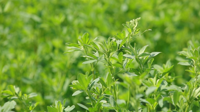 ‘알팔파’는 단백질, 비타민, 미네랄 함량이 높고 사료가치가 우수해 ‘풀사료의 여왕(Queen of forages)’이라고 불린다. 경남도농업기술원 제공