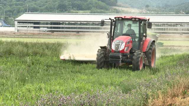 경남도농업기술원과 농촌진흥청 국립축산과학원은 최근 고성군 마암면 ‘알팔파’ 실증 시험지에서 알팔파 수확에 성공했다. 경남도농업기술원 제공