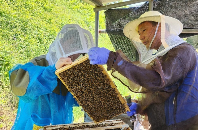농촌진흥청이 꿀벌 응애 등 병해충을 조사하고 있는 모습. 농촌진흥청 제공