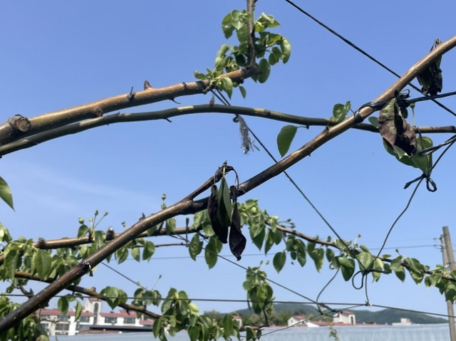 충남 천안의 한 배 과수원에서 발생한 과수화상병. 농촌진흥청 제공