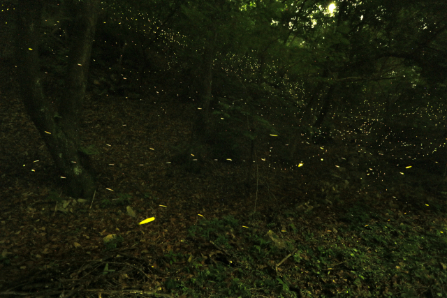 부산 기장군 장안읍 장안사 계곡에 서식하는 반딧불이. 부산일보DB