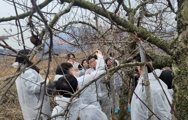 농촌진흥청이 과수화상병을 막기 위해 겨울철 궤양 제거작업을 하고 있다. 농촌진흥청 제공