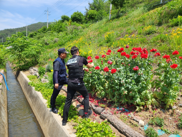 경남경찰청 안전드림 324 드론순찰대가 23일 오전 11시 18분 의령군 칠곡면 모처에서 양귀비 30주를 발견해 현장을 둘러보고 있다. 경남경찰청 제공