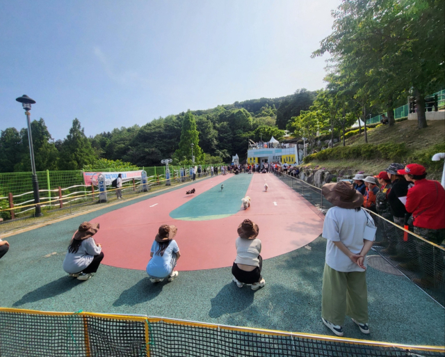 지난 25일 열린 '부산 동구 반려동물 문화축제'에서 반려견 미니운동회가 펼쳐졌다. 관계자 제공