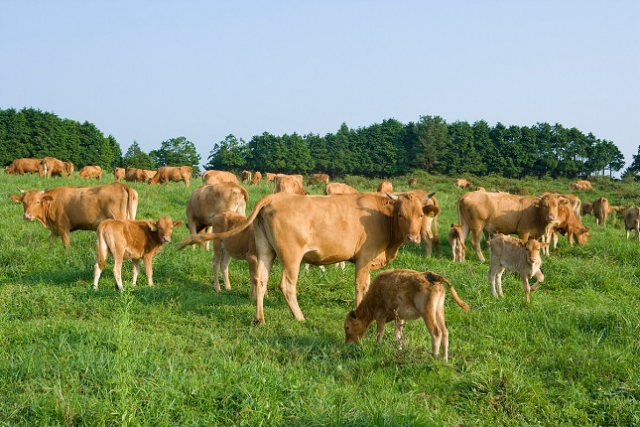 한국 축산 기술을 몽골 현지에 전수하고, 이를 기반으로 우리나라 동물약품을 수출할 수 있는 길이 열렸다.(사진은 이미지 사진) 이미지투데이