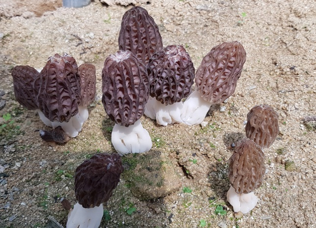 고급 식재료인 모렐버섯. 농촌진흥청은 3년간의 연구 끝에 인공 재배 기술을 개발했다. 농촌진흥청 제공
