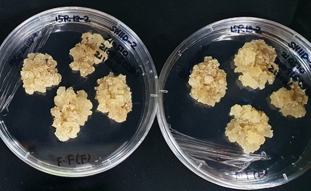 실제 장미와 똑같은 향 성분을 가진 세포 배양체. 농촌진흥청 제공