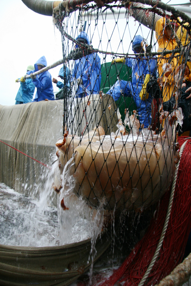 멸치잡이 권현망 선단 그물에 걸린 해파리. 부산일보DB