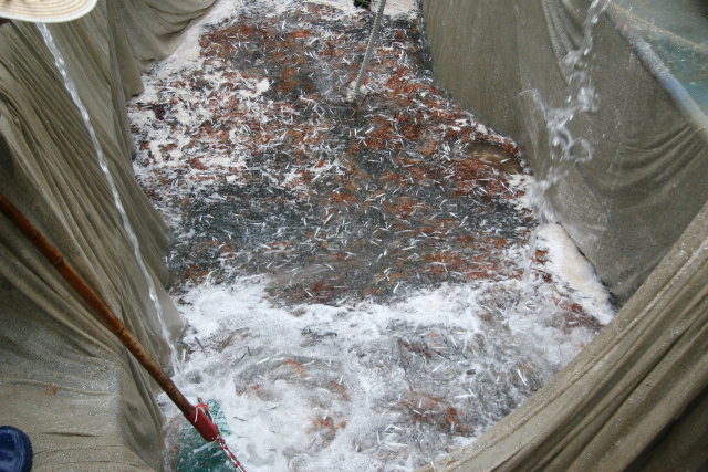 멸치잡이 권현망 선단 그물에 걸린 해파리. 부산일보DB