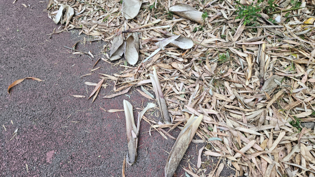 대나무숲 바닥에 버려진 죽순 껍질. 습지원이 비교적 외진 곳에 위치해 있고, 주로 이른 새벽이나 밤에 채취를 하다 보니 단속이 쉽지 않다. 김현우 기자