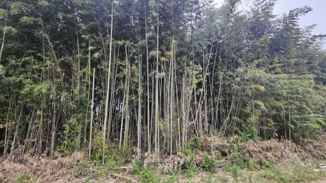 경남 진주시 남강생태습지원에 있는 대나무숲. 대나무 아래쪽으로 베어진 대나무 부산물들이 방치돼 있다. 김현우 기자