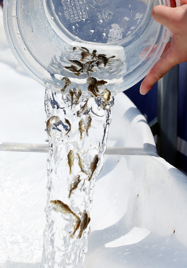 ‘2024 희망의 바다 만들기, 수산종자 방류행사’가 열린 13일 부산 서구 부산시수협 감천공판장에서 수산단체 관계자들이 말쥐치를 바다에 방류하고 있다. 정종회 기자 jjh@