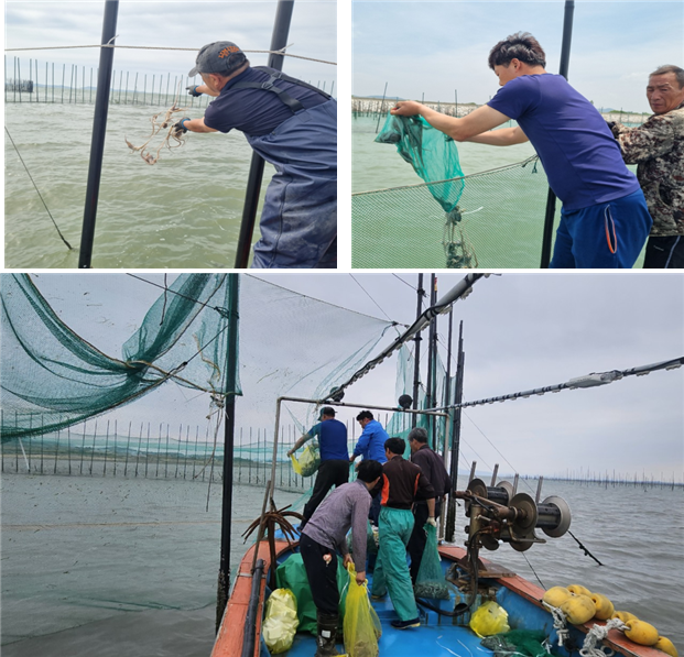 함평만 낙지 이식 현장(산란·서식장에 어미낙지 이식). 수산자원공단 제공