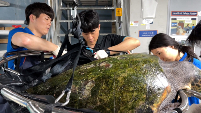 씨라이프 부산 아쿠아리움 직원들이 그물에 걸려 다친 붉은바다거북을 치료하고 있다. 씨라이프 부산 제공