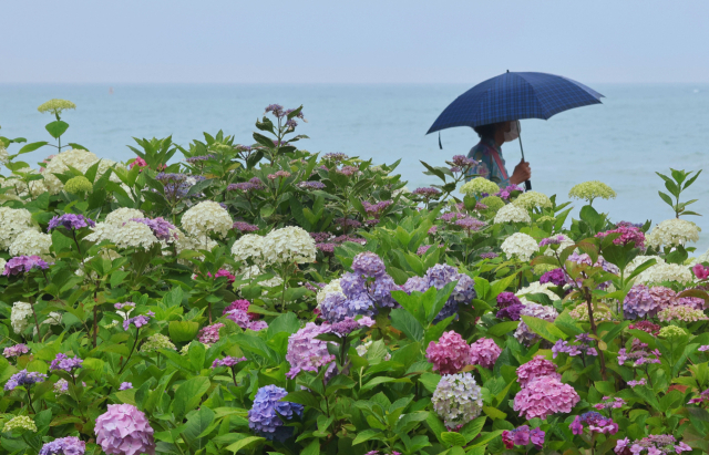 장마가 소강 상태를 보인 23일 부산 해운대구 해운대해수욕장 송림공원에서 나들이객들이 활짝 핀 수국을 구경하고 있다. 정종회 기자 jjh@