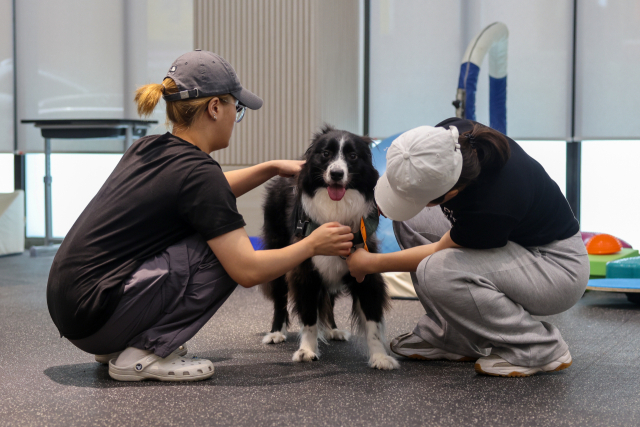 경남정보대는 올해 처음 실시되는 반려동물행동지도사 국가자격시험장으로 선정됐다. 경남정보대 반려동물학과 학생들이 실습을 하고 있다. 경남정보대 제공