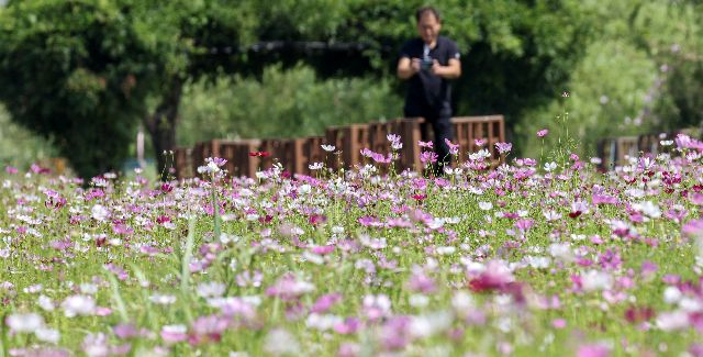 부산 사상구 삼락생태공원 전경. 부산일보DB